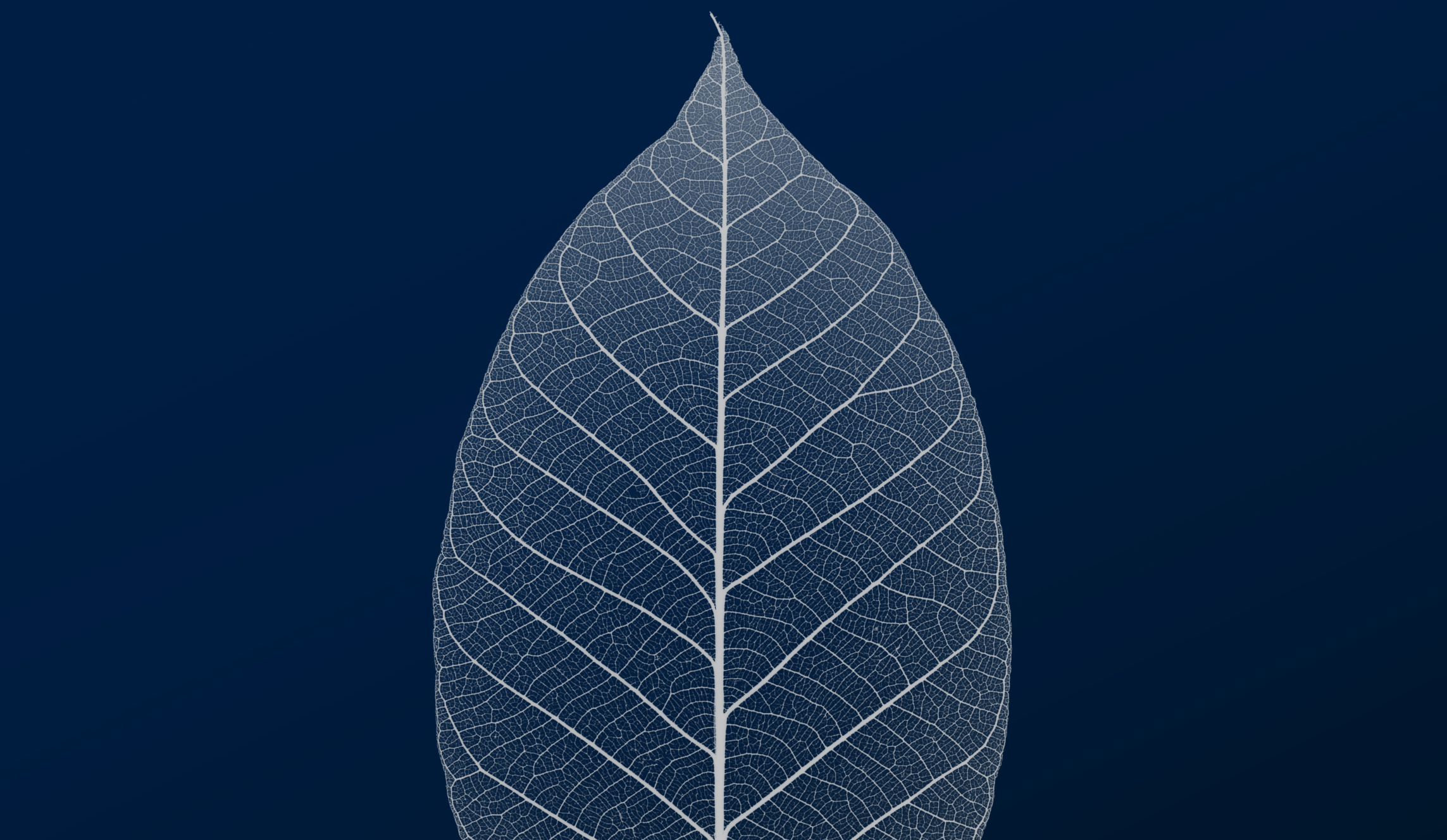 hero-banner-leaf-hi-res.png